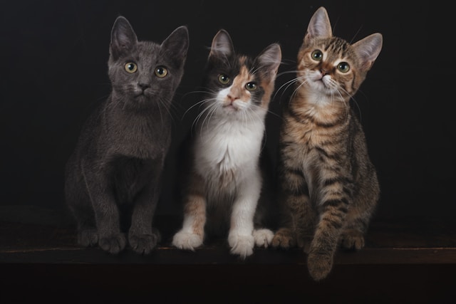 Where to Shop Online for Amazing Discounts on Pet Supplies