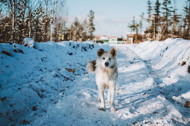 Budget-Friendly Ways to Keep Your Pets Happy and Healthy