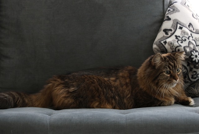 How to Spoil Your Pet Without Breaking the Bank