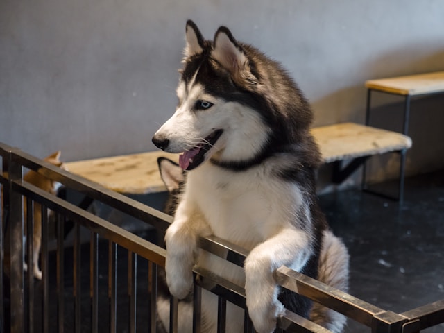 Top 10 Affordable Pet Supplies Your Furry Friend Will Love